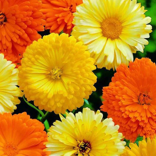 Calendula Mix