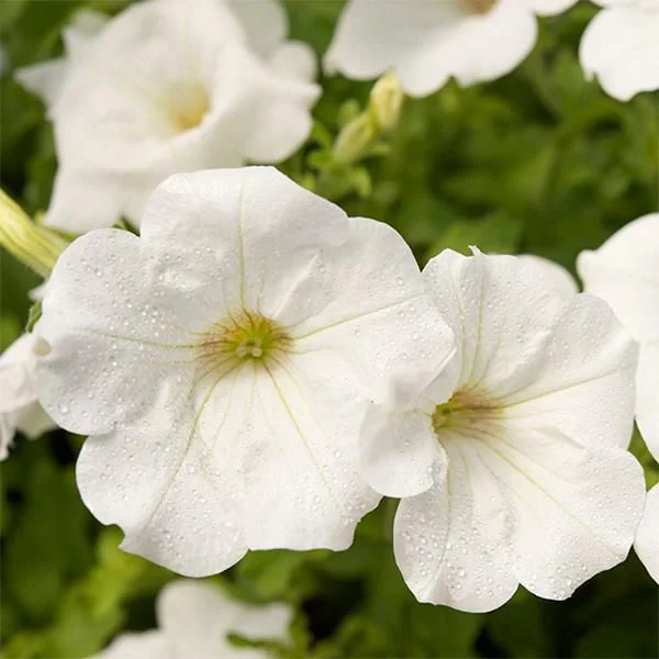 Petunia White Desi