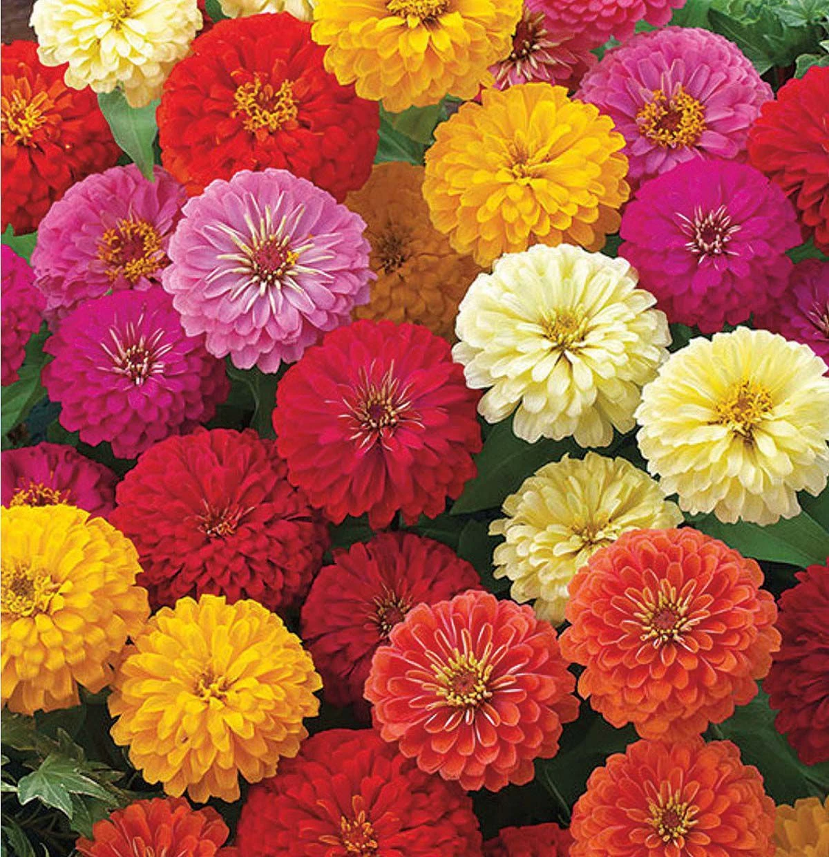 Zinnia Mix Desi