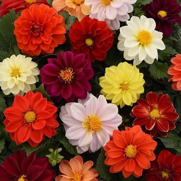Dahlia Mix